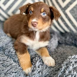 Francesca AKC ASCA - Red tri-color female Australian Shepherd puppy in Blomkest, Minnesota from Meljestic Farms