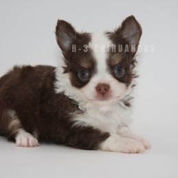 Reyn - Chocolate female Chihuahua puppy in Tulsa, Oklahoma from H-3 Chihuahuas