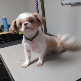 Hannah - Shih Tzu