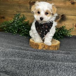 Toby - Parti male Maltipoo puppy in Middlebury, Indiana from Pine Grove Canines