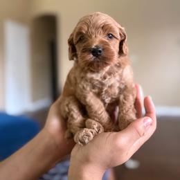 Boy 2 - Red male Cockapoo puppy in Little Elm, Texas from Breedlove Pupps