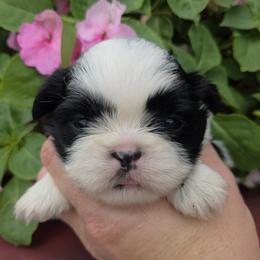 Blk White Girl - Black and white female Shih Tzu puppy in Vinita, Oklahoma from Locust Creek Shih Tzu & Havanese