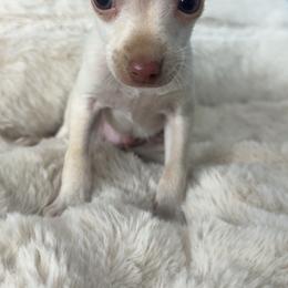Tina - Cream and white female Chihuahua puppy in West Richland, Washington from PNW PAWS