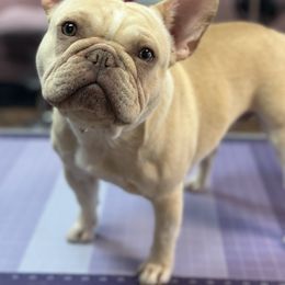Sage - French Bulldog