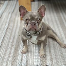 French Bulldog Puppies from Black Diamond Frenchies