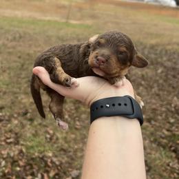 Snickers - Brown white and tan male Cockapoo puppy in Albany, Kentucky from Windy Pines Farm