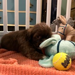 Cinnamon - Liver male Shih Tzu puppy in Statesboro, Georgia from Magnolia Small Breeds