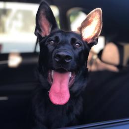 German Shepherds from Gifmaf Dog Pschology Center