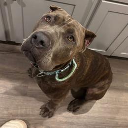 Carolina - Cane Corso