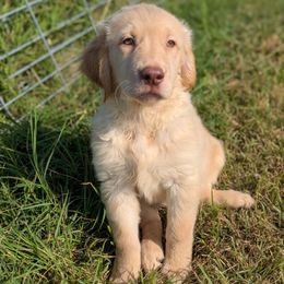 Banner Boy AKC - Golden male Golden Retriever puppy in Joshua, Texas from 3 Gun Retrievers