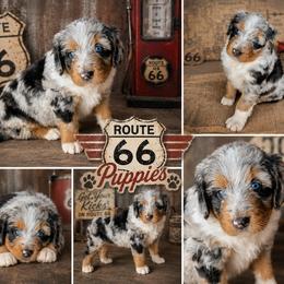 Reserved - Merle female Bernedoodle puppy in Delphos, Ohio from Route 66 Poodles & Doodles, Sapphire Shih-tzu's of Ohio