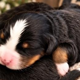 Bernedoodles, Bernese Mountain Dogs, Goldendoodles, and Shihpoos from Route 66 Poodles & Doodles, Sapphire Shih-tzu's of Ohio