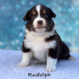 Rudolph - Red tri-color male Australian Shepherd puppy in Howardsville, Virginia from Spectacular Aussies and Cavaliers