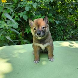 Mia - Sesame female Shiba Inu puppy in Illinois from Precious-Puppies