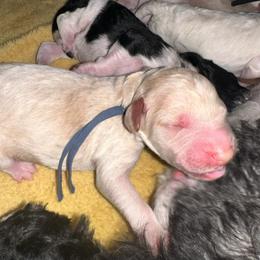 Hans - Cream male Poodle puppy in Prosperity, Pennsylvania from Stelladoodles & Company