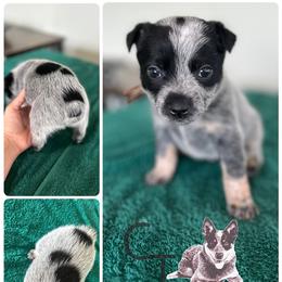 Brown- docked tail - Blue male Australian Cattle Dog puppy in Chelsea, Oklahoma from CT Mini Heelers