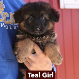 Puppy 2 - Black and red female German Shepherd puppy in Humboldt, Iowa from Valiant Shepherds