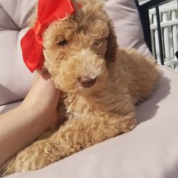Aussiedoodle and Goldendoodle Puppies from Super Doodle Cute PNW