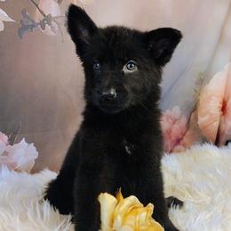 Light Pink - Black female German Shepherd puppy in Holden, Missouri from Shiloh's Shepherds & Ridgebacks