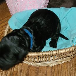 "black boy" Bernedoodle Puppies from Sanchez Bernedoodle Puppies