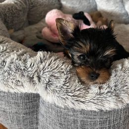 Yorkshire Terrier Puppies from Yorkie Puppies Redwood Ranch