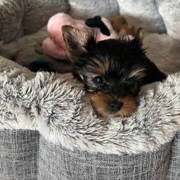 Yorkshire Terrier Puppies from Yorkie Puppies Redwood Ranch