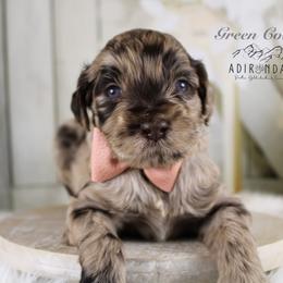 Bernedoodle and Goldendoodle Puppies from Adirondack Poodles Goldendoodles,Bernedoodles & Schnoodles