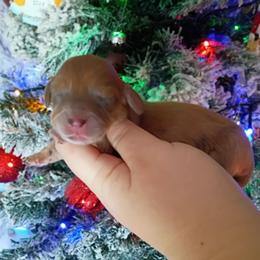 Willow - Dapple female Dachshund puppy in Pasco, Washington from G & G Kennel