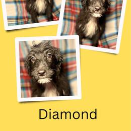 Diamond - Black female Golden Aussiedoodle puppy in Bluefield, Virginia from Love on a Leash