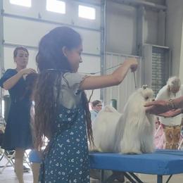 Maltese from Little Loma Maltese