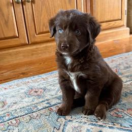 Loki - Red & white male Miniature Australian Shepherd puppy in Marion, Michigan from Highland Hills Mini Aussies