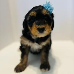Lizzie-Teal - Tri-color female Bernedoodle puppy in Casper, Wyoming from 307 Doodles