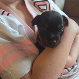 Ethan - Black and tan male American Hunt Terrier puppy in Cave City, Arkansas from Bayou Valley Shepherds and American Hunt Terriers