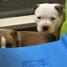 Female D - Red female American Pit Bull Terrier puppy in Pensacola, Florida from Alpha Alliance Kennels