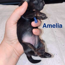 Amelia - Sable female Shih Tzu puppy in Kettering, Ohio from The Ruff Life Tribe