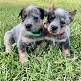 Australian Cattle Dog Puppies from Turnpike Creek Canines
