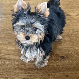 Lecrae - Black and tan male Yorkshire Terrier puppy in Ramsey, Minnesota from Crowning Glory Parti Yorkies