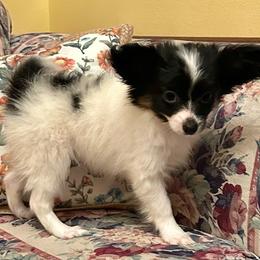 Gracie - White black and tan female Papillon puppy in Salina, Utah from Desert Mountain Papillons