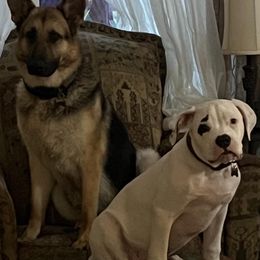 American Bulldog Puppies from Slayton's American Bulldogs