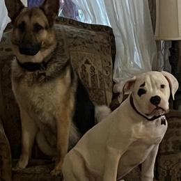 American Bulldog Puppies from Slayton's American Bulldogs