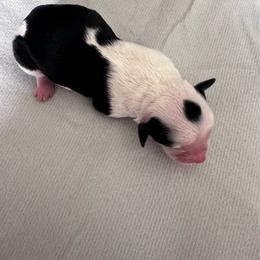 Boy 1 - Black tri-color male Aussiedoodle puppy in Reddick, Florida from Cooper’s Mini Doodles