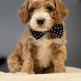 Cavapoo and Poodle Puppies from Sac-Town Poodles and Doodles
