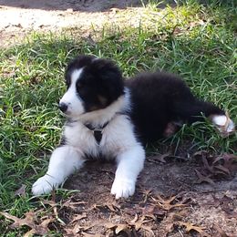 Australian Shepherd Puppies from Nature Coast Aussies