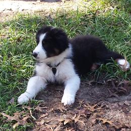 Australian Shepherd Puppies from Nature Coast Aussies