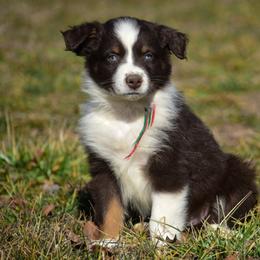 Red green Boy - Red tri-color male Australian Shepherd puppy in Clarkrange, Tennessee from Vom Wolff