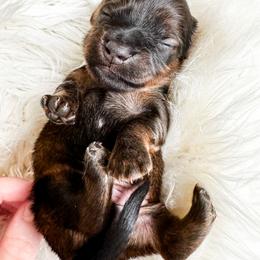 Dachshund Puppies from Itty Bitty Dachshunds