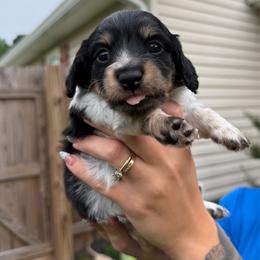 Pippa - Black and cream female Dachshund puppy in Rockwell, North Carolina from Lucy’s Mini Doxies