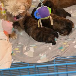 Shih Tzu puppies from House of Zen Shihtzus