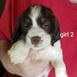 Girl 2 - Liver and white female English Springer Spaniel puppy in St. Louis, Michigan from Jo's Gems Springer