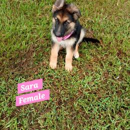 Sarah Pink Collar - Black and red female German Shepherd puppy in Bedias, Texas from TiPi S Ranch's German Shepherds